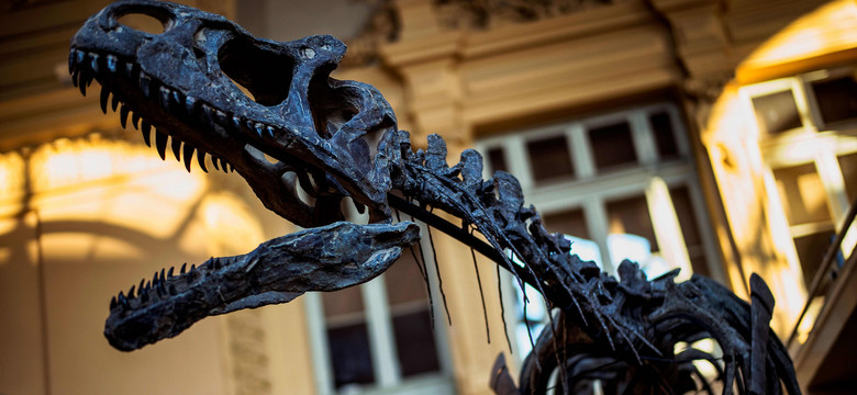 Przebadano ogon dinozaura znaleziony w bursztynie