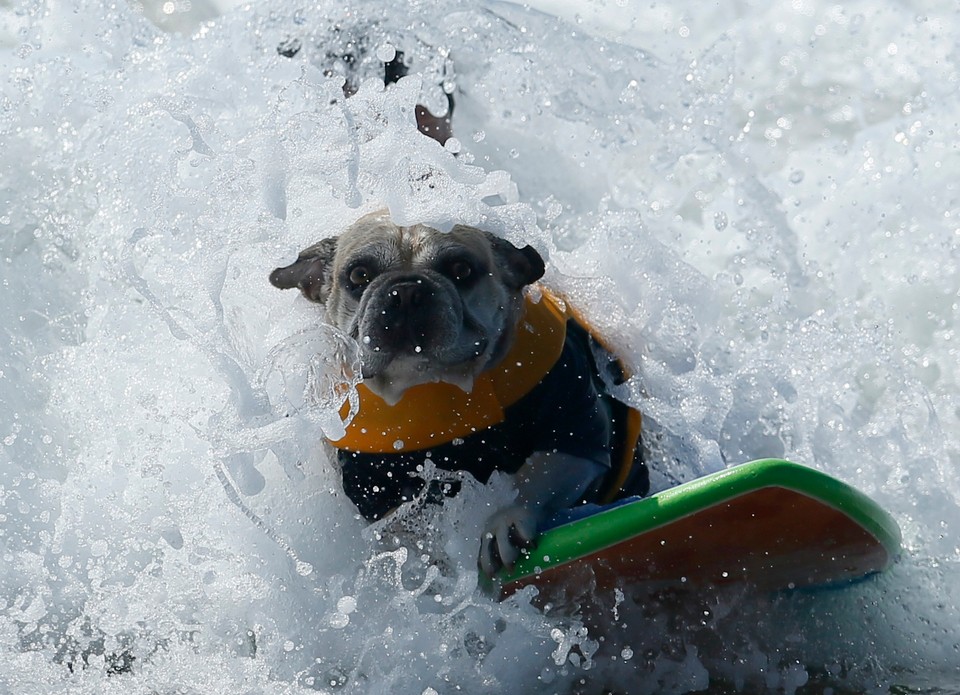 Takich surferów jeszcze nie widzieliście!