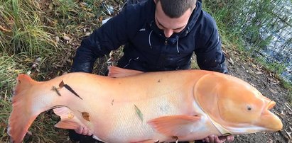 Tołpyga gigant. Takiej to najstarsi wędkarze nie pamiętają