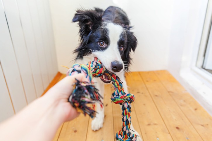 Border Collie