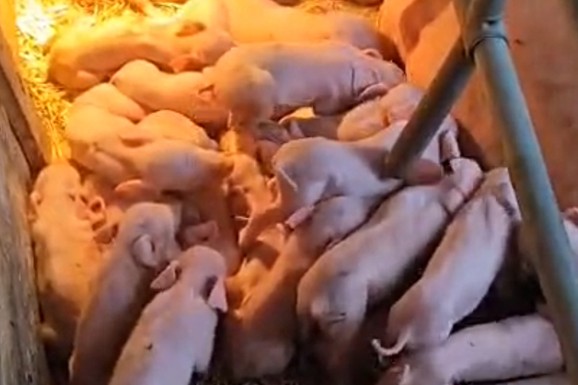 (FOTO, VIDEO) ČUDO U LAĆARKU! "Kad sam počeo da brojim... ŠOK!": Krmača oprasila 33 PRASETA i postigla nezapamćen rekord