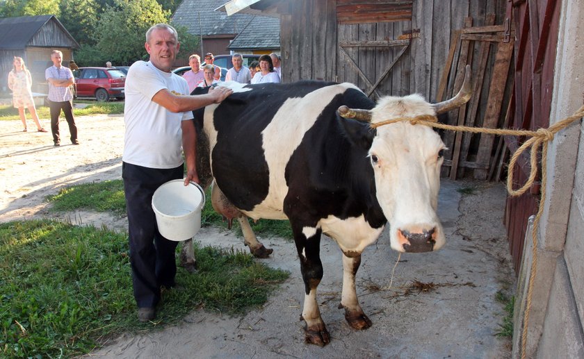 Rekord w dojeniu