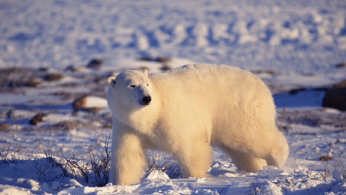 Twórcy filmu BBC "The Polar Bear Family and Me" o niedźwiedziach polarnych mogą zostać ukarani grzywną w wysokości 50000 koron norweskich (ok. 27 tys zł) za zakłócanie spokoju zwierząt.