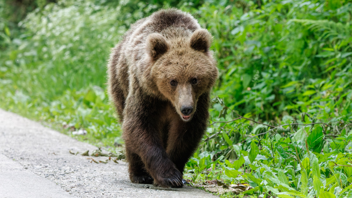 Niedźwiedź zaatakował mężczyznę w Chorwacji. Ugryzł go w ramię