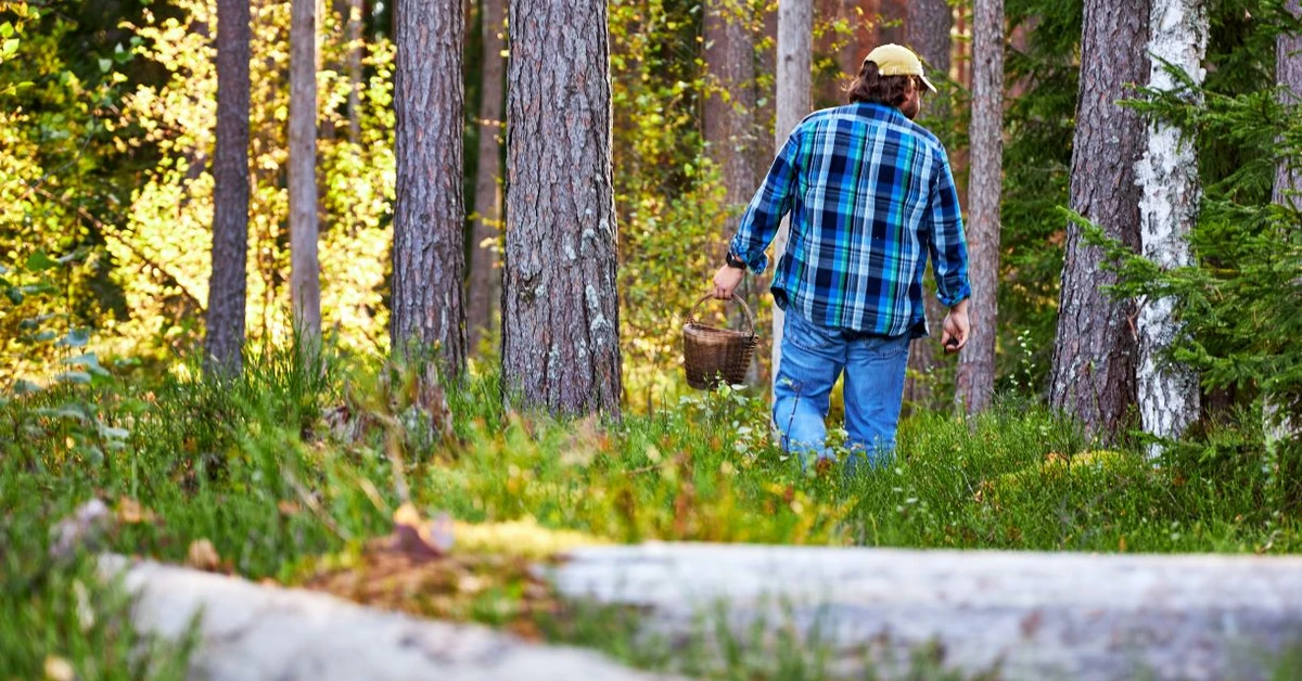 Kiedy na grzyby? Ekspert podpowiada, gdzie i kiedy szykować koszyk