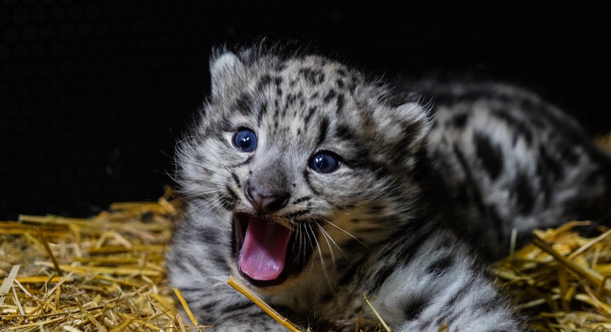 Młoda pantera śnieżna z zoo. a jakie zęby ma duża?
