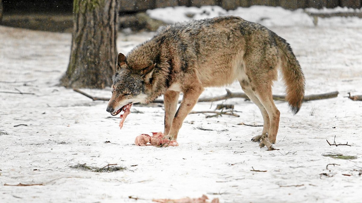 Co najmniej cztery watahy wilków żyją w lasach na pograniczu województw świętokrzyskiego i mazowieckiego, powiedział prof. Roman Gula z Muzeum i Instytutu Zoologii Polskiej Akademii Nauk w Warszawie. Według naukowców to najlepszy wynik od 60 lat.