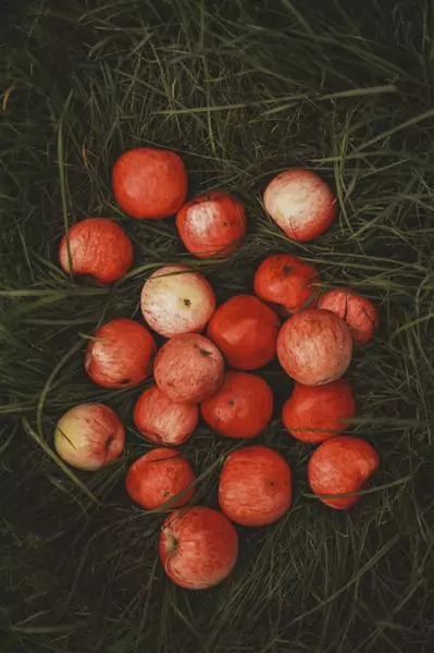 Czy wiesz, że w Polsce rośnie około 40 mln jabłoni należących łącznie do 60 odmian? / Pexels