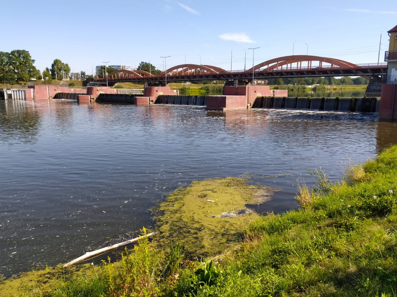 Most Trzebnicki na Odrze. Od dwóch tygodni rzeka jest skażona, zdychają w niej ryby i bobry. Zdjęcie zrobione 11 sierpnia 2022 r. 