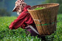 Rolnictwo w USA cierpi na brak rąk do pracy. Plan Trumpa masowych deportacji pogłębi problem