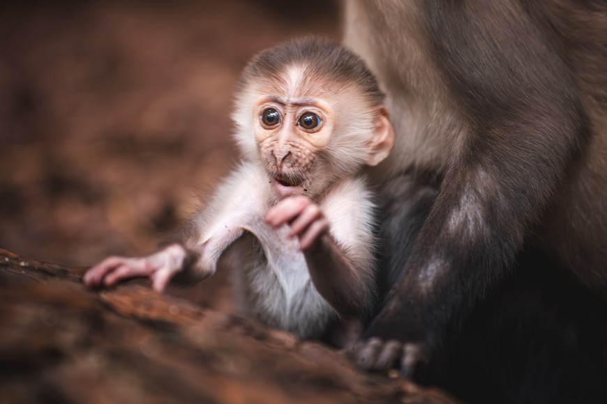 Ten gatunek małp jest zagrożony wyginięciem, dlatego każde urodziny w zoo są świętem