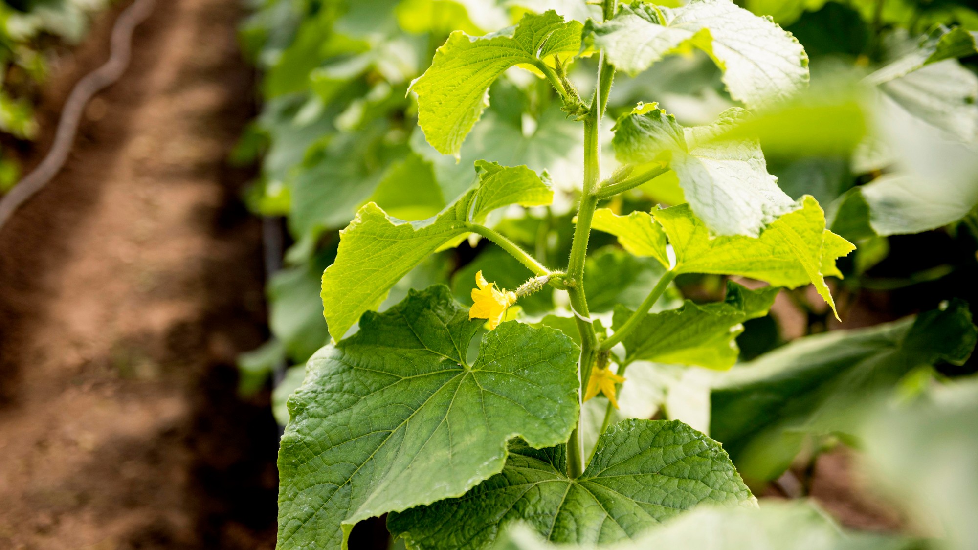 Mladé rastliny uhoriek reagujú na prírodné hnojivá najrýchlejšie práve v začiatkoch rastu.