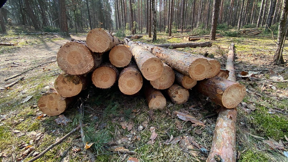 Wycięte drzewa w Kampinoskim Parku Narodowym