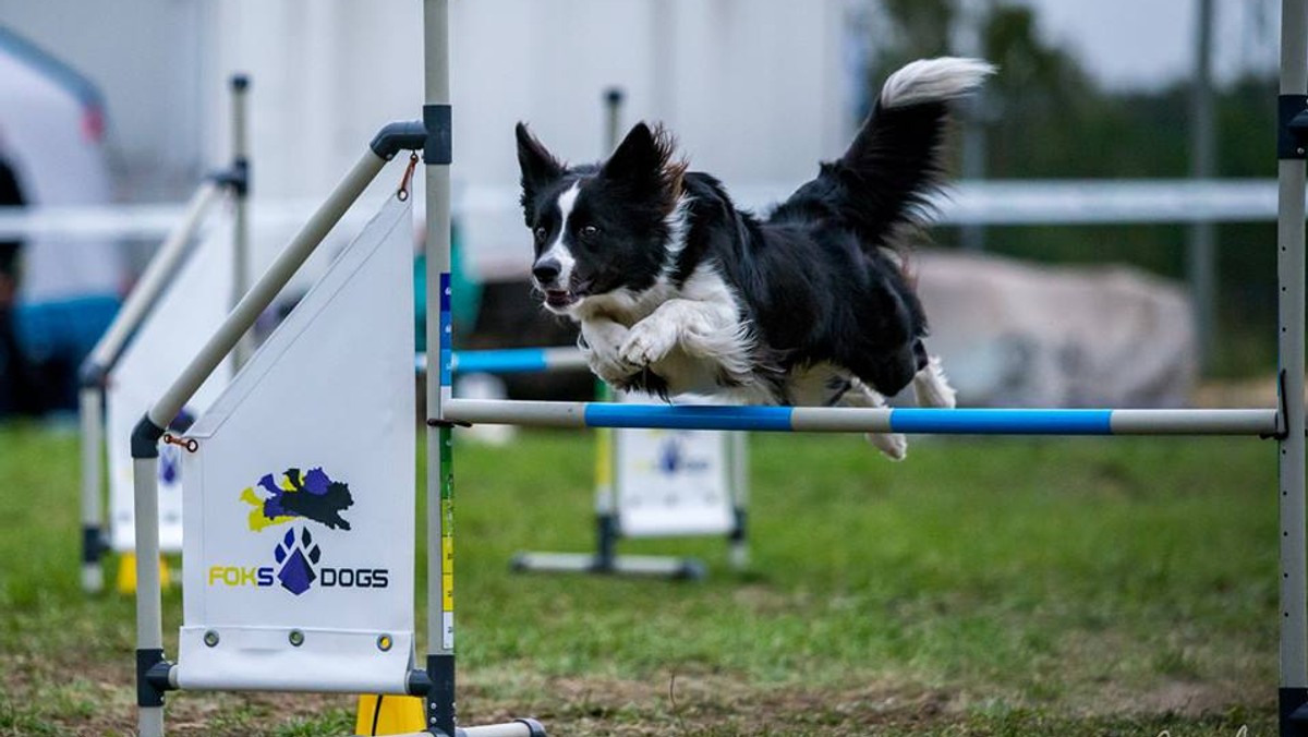 W weekend odbędą wrocławskie zawody agility na Partynicach