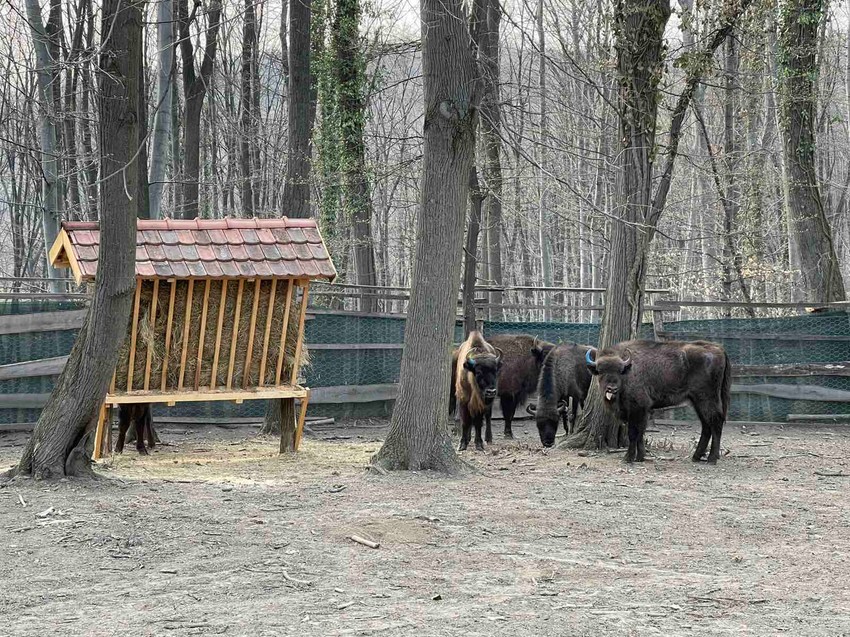Bizoni na Fruškoj gori 