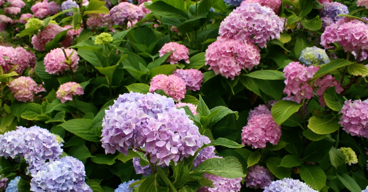 Tych roślin nie sadź obok hortensji. Mogą sobie nawzajem szkodzić