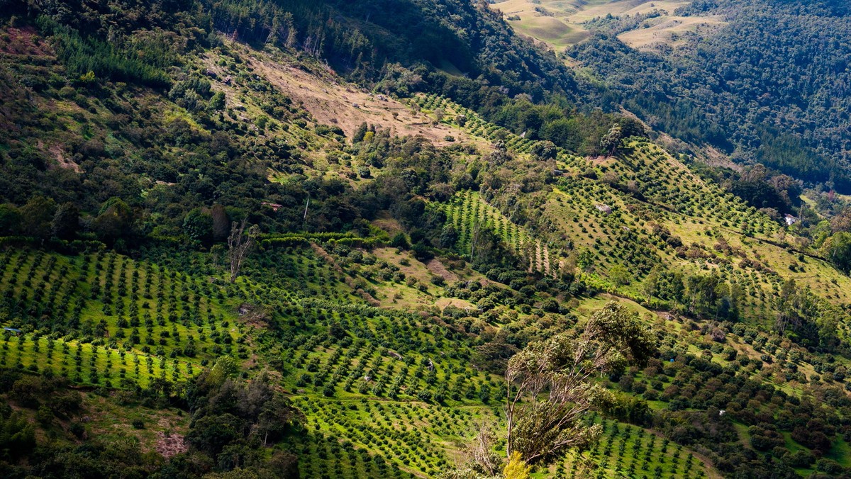 Plantacje awokado na zboczach niedaleko miasta Sonsón w departamencie Antioquia w Kolumbii