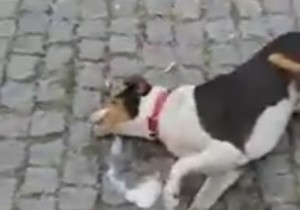 Kolašin Crna Gora trovanje pasa prtscn Youtube Podorički vremeplov