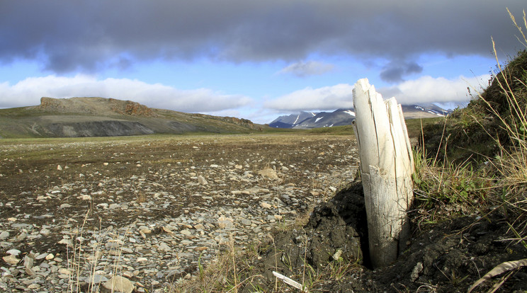 Az 1,65 millió éves lelet Szibériában került a felszínre/ Fotó: Northfoto 