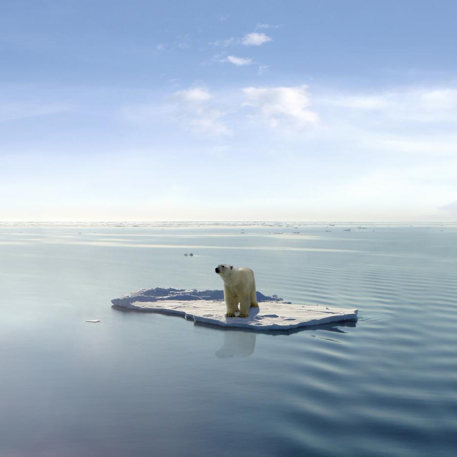 Ha nem lesz változás, akkor a jegesmedvéknek sincs sok hátra /Fotó: Northfoto/