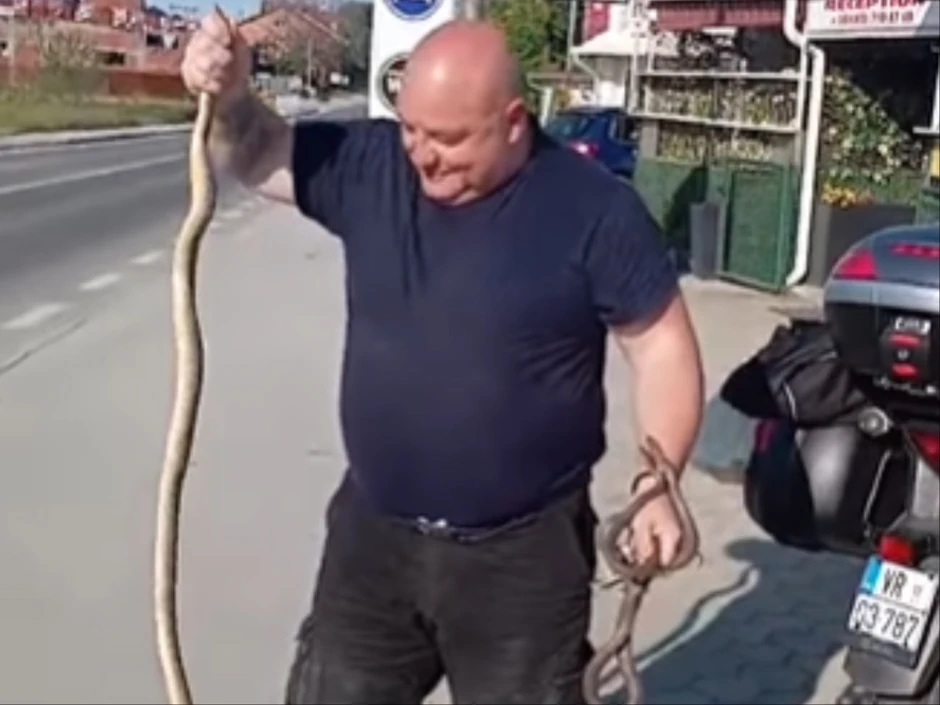 Zmija dugačka skoro koliko i Vladica 