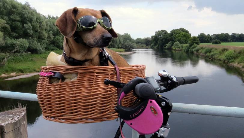 Beliebte Fahrradkörbe für Hunde im Vergleich