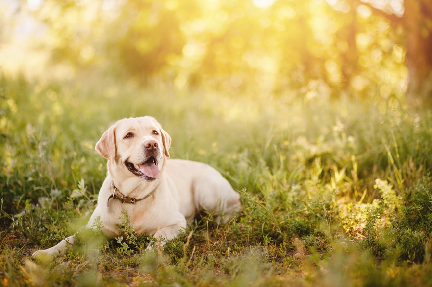 Labrador retriever - Parilov/stock.adobe.com