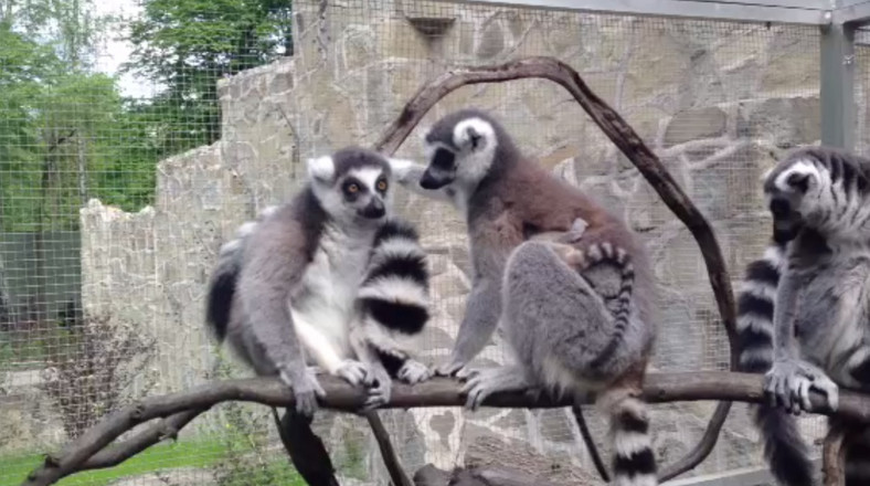 Łódź. Małe lemury w łódzkim zoo