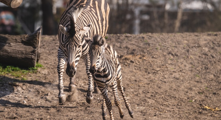 Brukselka bryka na wybiegu w najlepsze