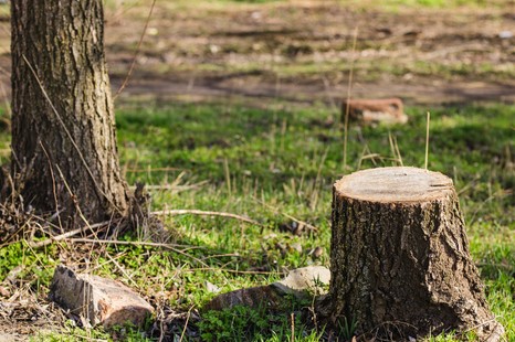 Czy w 2026 roku można wyciąć drzewo bez zezwolenia? Jaka kara za wycięcie drzewa bez pozwolenia?