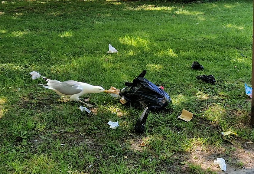 Wiemy skąd tyle śmieci pojawiło się nagle w Kołobrzegu. Dacie wiarę?