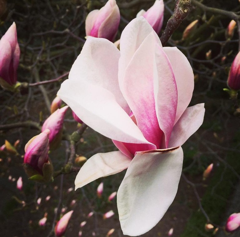 Magnolia, która w tym roku zakwitła dość późno, fot. archiwum prywatne