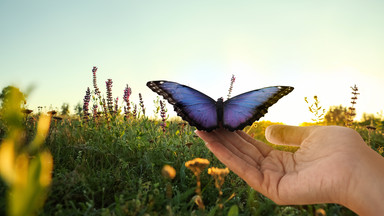 Wylądował na tobie motyl? To może być ważny znak ostrzegawczy