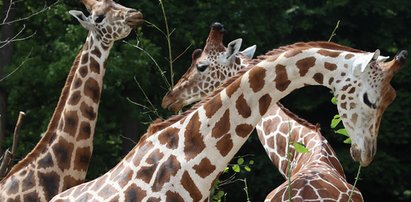 To one robią furorę w krakowskim ZOO! (Śmieszne zdjęcia!)