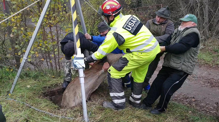 A 150 kilós alélt szarvast 
csörlő segítségével húzták fel a kutató mentők