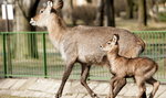 Ale słodkie! W zoo narodziły się zwierzęta