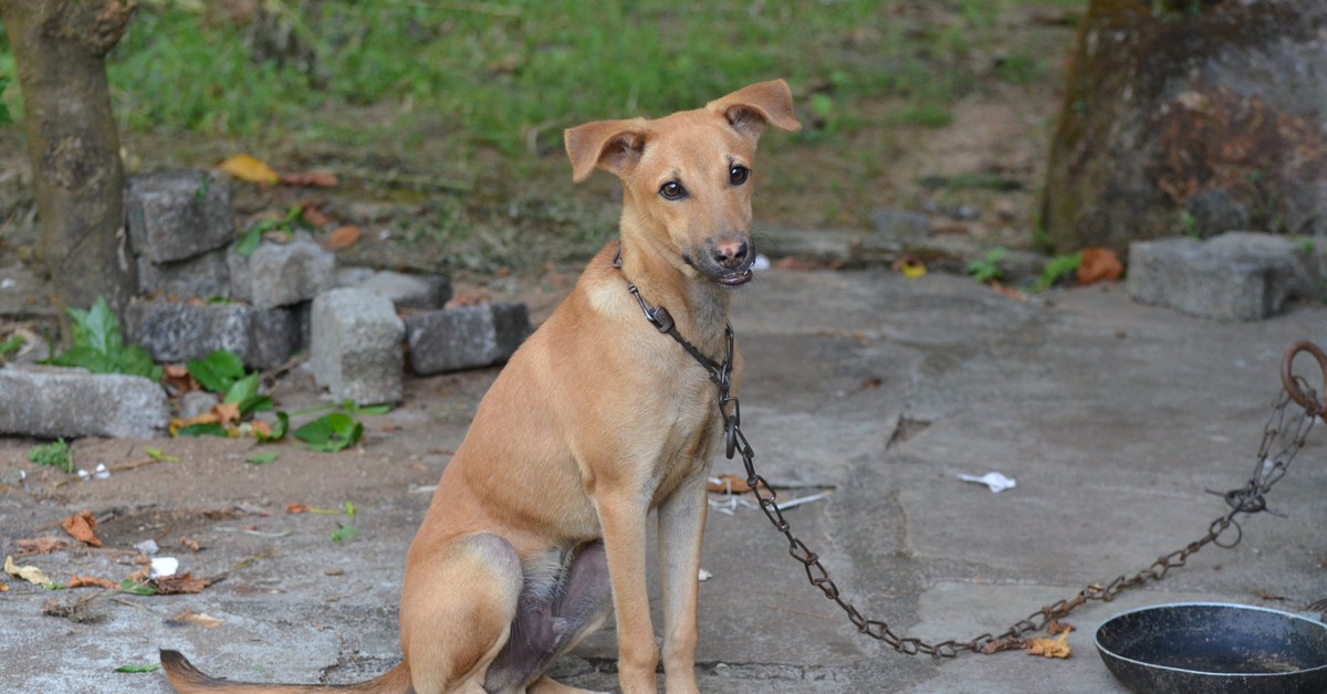 „Ustawa łańcuchowa” pod ostrzałem. Poseł PiS ostrzega przed falą pogryzień psów