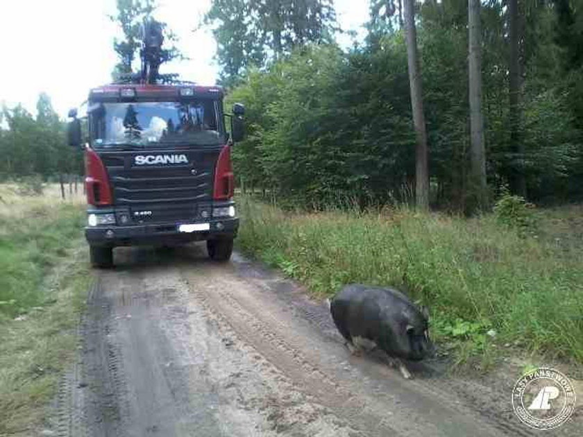 W lasach na terenie Leśnictwa Sarni Dwór zabłąkała się... świnia