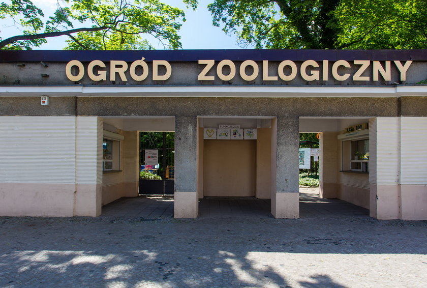 Surykatki w Starym Zoo