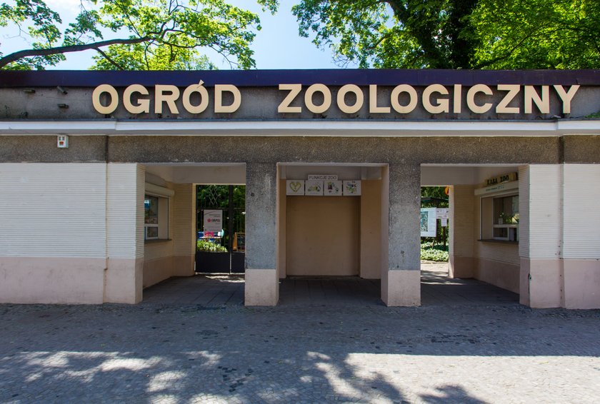 Kierownik Starego Zoo pił wódkę w pracy