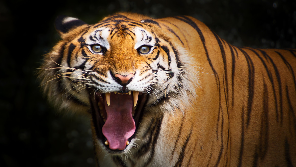 Krym: tragedia w zoo. Tygrys odgryzł kciuka dziecku