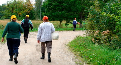 Połowa lipca. Tak zarabiają na prawdziwkach. Ceny są szalone