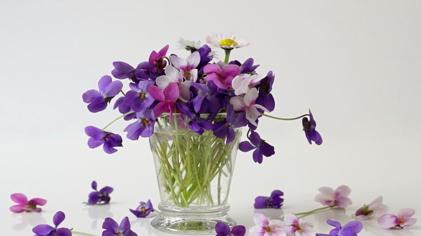 Ibolya: gyógynövényként is értékes, ezek a virág gyógyhatásai |  EgészségKalauz