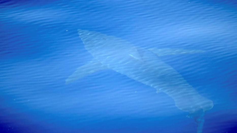 Provokálatlan cápatámadásba halt bele egy úszó /Fotó:MTI/EPA