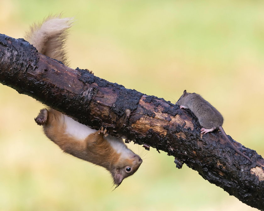 Szkocja: wiewiórka zabiła szczura na gałęzi