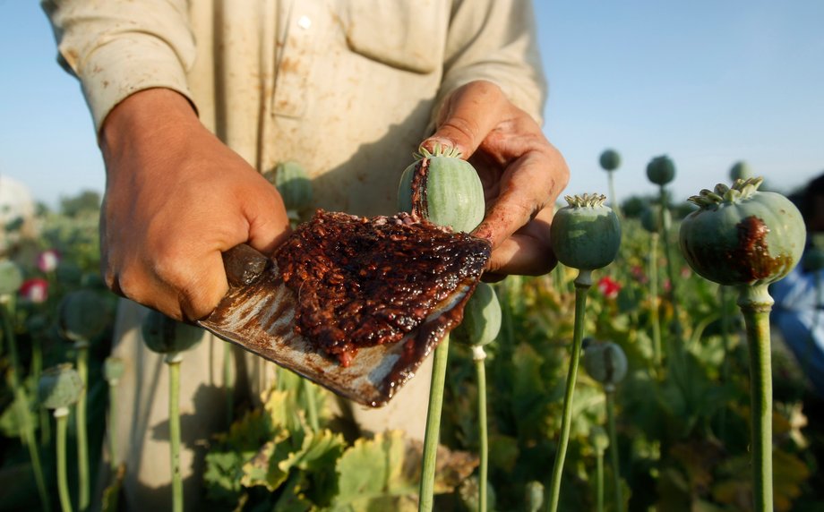 An Afghan man works on a poppy field in Jalalabad province, May 1, 2014.