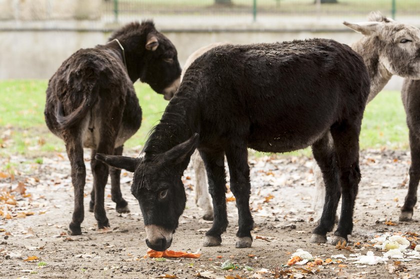 Nowy wybieg dla osłów w chorzowskim zoo