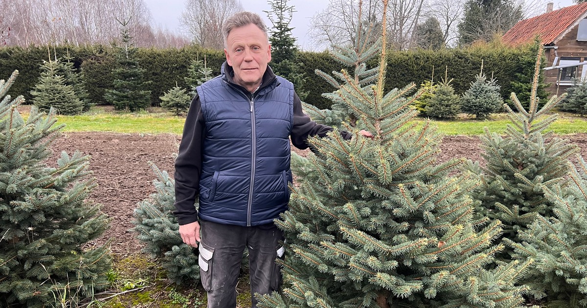 Cała prawda o choinkach. Coraz trudniej o polskie drzewko