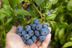 Rozsyp pod borówką już teraz. W sezonie krzaczki obsypią się licznymi owocami