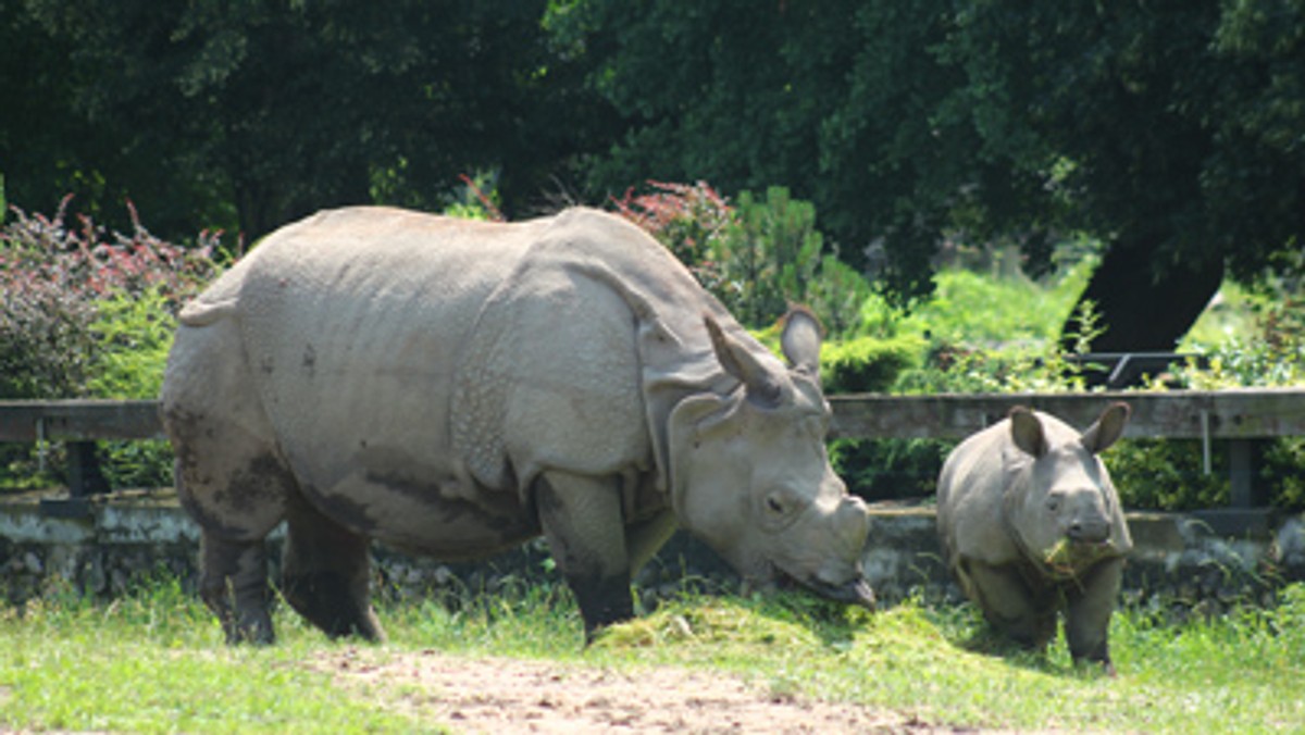 Ma doskonały apetyt i rośnie jak na drożdżach. Waży już 350 kg. Ulubieniec wszystkich dzieci odwiedzających warszawskie zoo - nosorożec Byś - skończył właśnie sześć miesięcy.